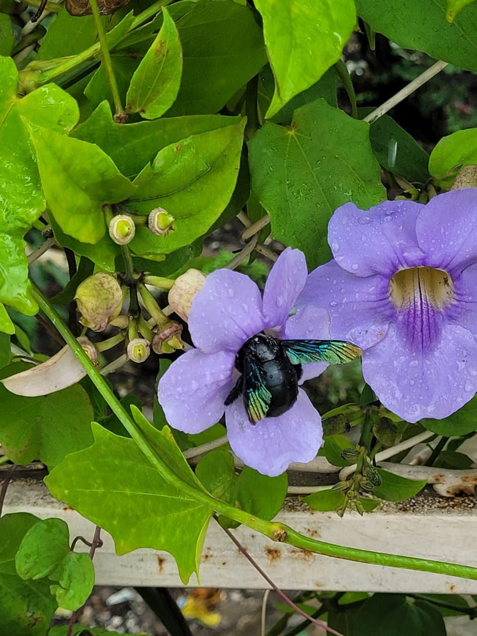 A carpenter bee in a lilac flower wet with rain