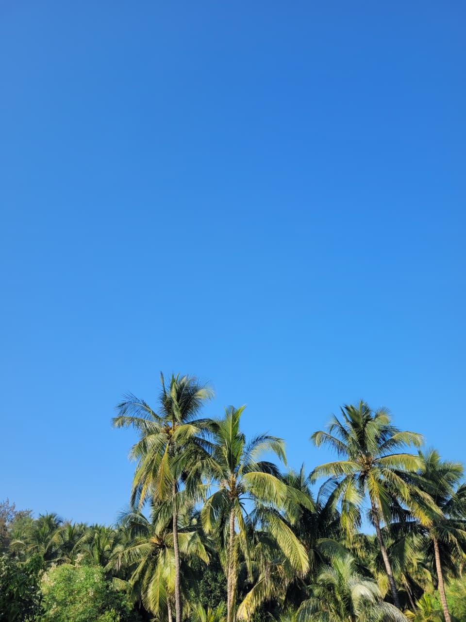 Coconut palms under a clear blue sky